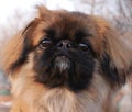 Portrait of cute fluffy hairy small dog pekingese