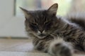 Portrait of a cute fluffy kitten dozing during the daytime Royalty Free Stock Photo