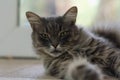 Portrait of a cute fluffy kitten looking into the camera Royalty Free Stock Photo