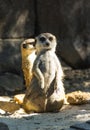 Portrait of a cute fluffy meerkat Royalty Free Stock Photo