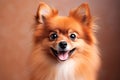Portrait of a cute fluffy Pomeranian spitz on a orange background. A small smiling dog looks at the camera