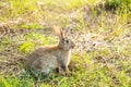 Portrait of a cute fluffy rabbit brown color with big ears, green flower meadow in a spring forest with a beautiful blurred Royalty Free Stock Photo