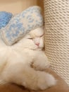 Portrait of a cute, fluffy, sleeping white cat in a blue hat, close-up Royalty Free Stock Photo