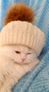 Portrait of a cute, fluffy, white cat in a hat, close-up. Royalty Free Stock Photo