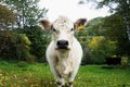 Portrait of a cute fluffy white cow Charolais in a farm in autumn