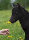 Portrait of a cute foal with the flower