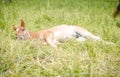 Cute foal horse with white spot on forehead sleeping in the meadow Royalty Free Stock Photo