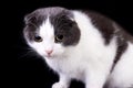 Portrait of a cute cat on dark background Royalty Free Stock Photo