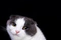 Portrait of a cute cat on dark background Royalty Free Stock Photo