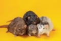 Cute four male pet rats on yellow background