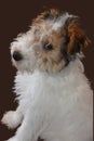 Happy three and a half month old fox terrier puppy Royalty Free Stock Photo