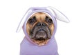 Cute French Bulldog dog girl dressed up in funny light violet easter bunny costume with ears on white background Royalty Free Stock Photo