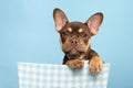 Portrait a cute french bulldog looking at the camera and hanging over a blue basket on a blue background with its paws over the Royalty Free Stock Photo