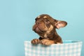 Portrait a cute french bulldog hanging over a blue basket on a blue background with its paws over the edge of the Royalty Free Stock Photo