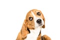 Portrait of cute funny beagle dog Royalty Free Stock Photo