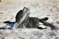 Portrait of cute funny black labrador dog playing happily with stick outdoors in white fresh snow on frosty winter day Royalty Free Stock Photo