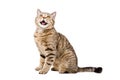 Portrait of a cute funny cat Scottish Straight Royalty Free Stock Photo