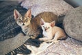 Portrait of a cute and funny Devon Rex cats Royalty Free Stock Photo