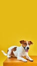 Portrait of cute funny dog jack russell terrier.