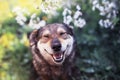 Portrait of a dog sitting on a background of flowering shrubs in a spring clear may garden and smiling with his eyes