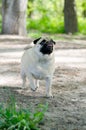 Portrait of cute funny fawn pug dog.