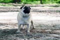 Portrait of cute funny fawn pug dog.