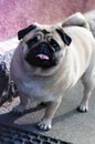 Portrait of cute funny fawn pug dog.