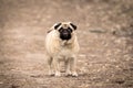 Portrait of cute funny fawn pug dog