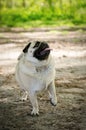 Portrait of cute funny fawn pug dog