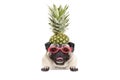 Portrait of cute funny frolic summer pug puppy dog with sunglasses and pineapple hat, hanging with paws on blank white banner Royalty Free Stock Photo