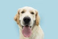 Portrait cute and funny golden retriever with a big tongue. Isolated on blue background, heat summer concept