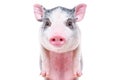 Portrait of a cute funny little pig Royalty Free Stock Photo