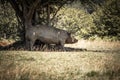 Portrait of cute funny muddy pig rubbing himself against the tree