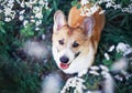 Portrait of cute funny puppy red dog Corgi looking up on natural background of cherry blossoms in spring evening may garden