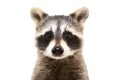 Portrait of a cute funny raccoon Royalty Free Stock Photo