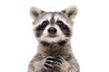 Portrait of a cute funny raccoon