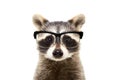 Portrait of a cute funny raccoon wearing glasses Royalty Free Stock Photo