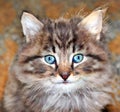 Portrait of cute furry kitten Royalty Free Stock Photo