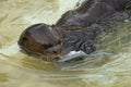 Portrait of a cute giant otter eating a fish Royalty Free Stock Photo