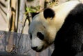 Portrait of Cute Giant Panda Royalty Free Stock Photo