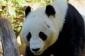 Portrait of Cute Giant Panda Royalty Free Stock Photo
