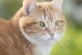 Portrait of cute ginger cat outdoors, face pet, fluffy cheeks Royalty Free Stock Photo