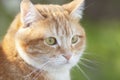 Portrait of cute ginger cat outdoors, face pet, fluffy cheeks Royalty Free Stock Photo