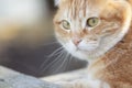 Portrait of cute ginger cat outdoors, face pet, fluffy cheeks Royalty Free Stock Photo