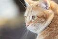 Portrait of cute ginger cat outdoors, face pet, fluffy cheeks Royalty Free Stock Photo