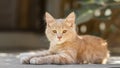 Portrait of cute ginger kitten lying in the yard, cat walking outdoors, lovely pets on nature Royalty Free Stock Photo