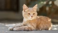 Portrait of cute ginger kitten lying in the yard, cat walking outdoors, lovely pets on nature Royalty Free Stock Photo