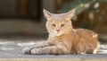 Portrait of cute ginger kitten lying in the yard, cat walking outdoors, lovely pets on nature Royalty Free Stock Photo