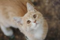 Portrait of cute ginger kitten top view, cat walking outdoors, pet face with brown eyes looking up at the camera Royalty Free Stock Photo