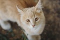 Portrait of cute ginger kitten top view, cat walking outdoors, pet face with brown eyes looking up at the camera Royalty Free Stock Photo